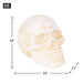 Human Skull Cast Iron Paperweight